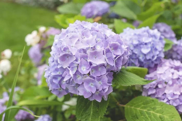 Container Hydrangeas